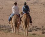 Camel Safari