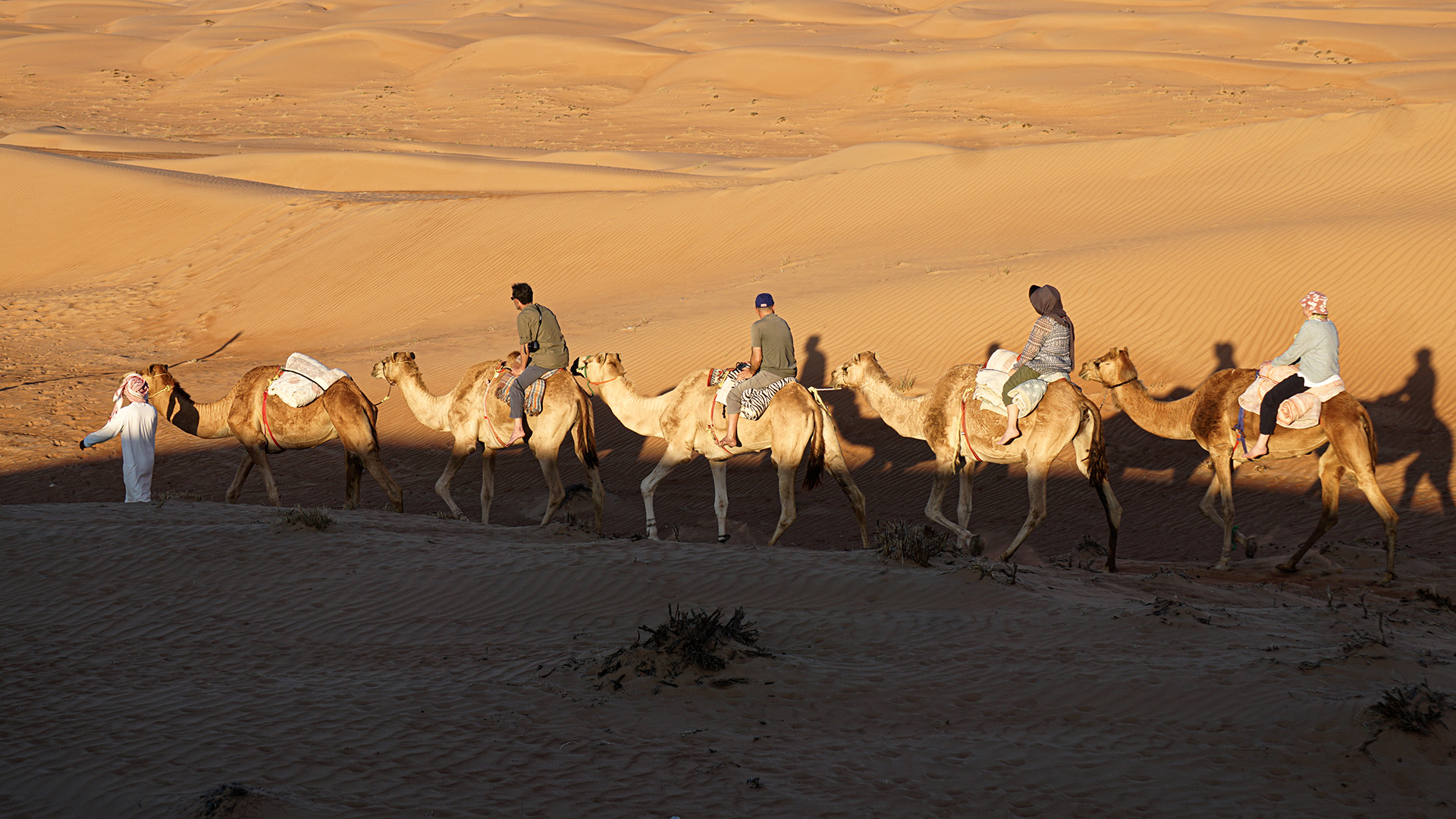 Camel riding through the golden dunes of Wahiba Sands, Oman